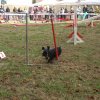 foire-haricots 2011-09-17et18